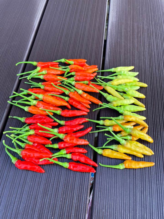 Hạt Giống Ớt Karen Mini [ Home Garden - Thái Lan ]