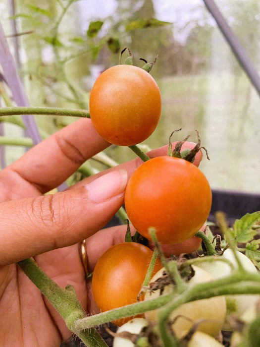 Hạt Giống Cà Chua Bi [ E-W Seeds - Thái Lan ]