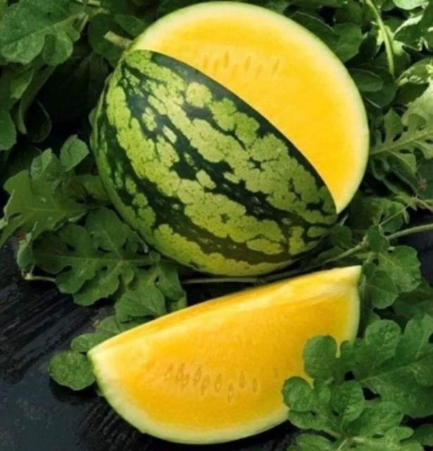 Hạt Giống Dưa Hấu Ruột Vàng [ E-W Seeds - Thái Lan ]