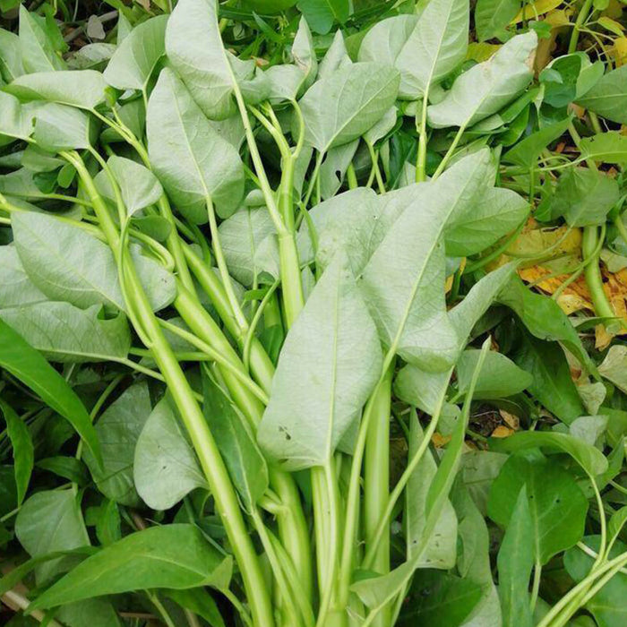 Rau Muống Lá To [ Lee Garden ] - 100gr