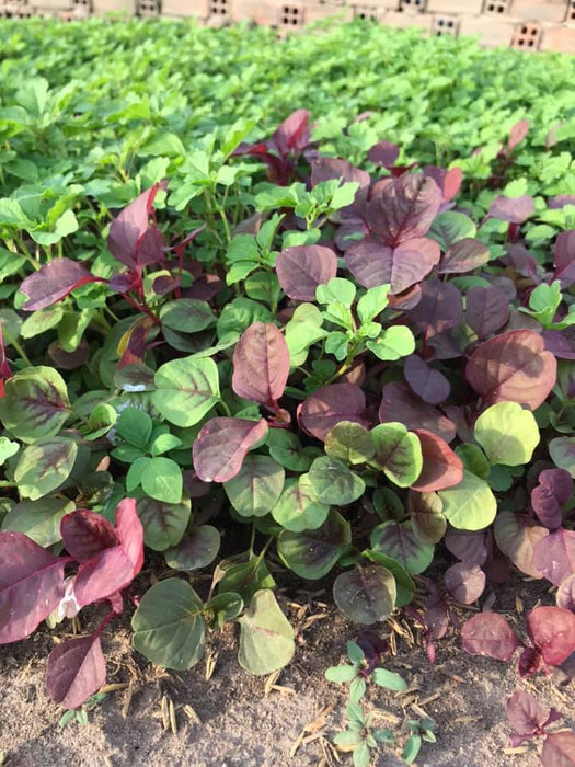 Hạt Giống Dền 3 Màu [ Rado 336 ] 100gr