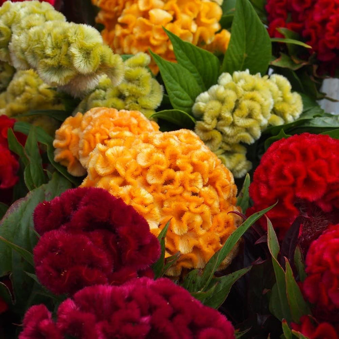 Hoa Mồng Gà Búa Nhiều Màu [ E-W Seeds - Thái Lan ]