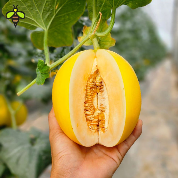 Hạt Giống Dưa Lê Vàng - Kim Cô Nương [ E-W Seeds - Thái Lan ]