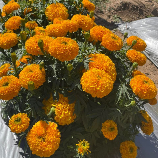 Hạt Giống Hoa Vạn Thọ Cam - Deep Gold [ JUIJIA - Thái Lan ]