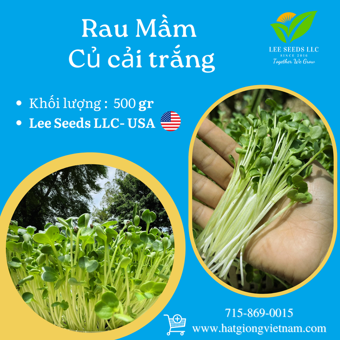 Rau mầm củ cải trắng [ 500gr ]