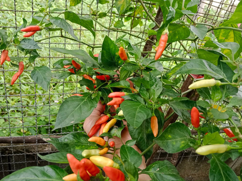 Hạt Giống Ớt Karen Mini [ Home Garden - Thái Lan ]