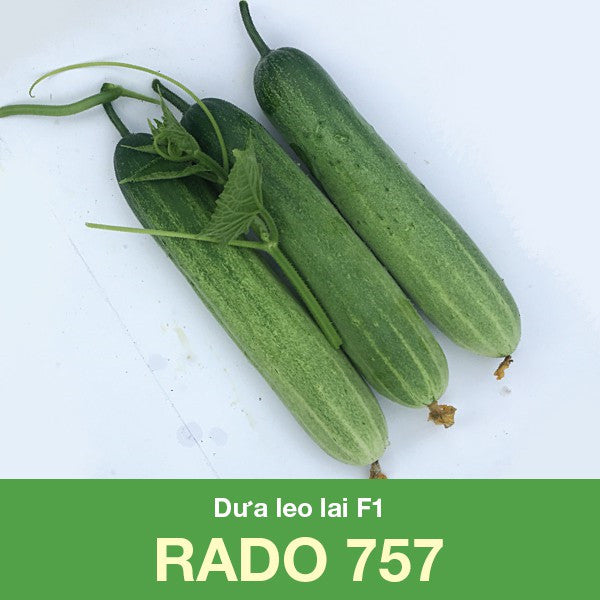 Dưa leo lai F1 Rado 757 [ Trái Dài ]
