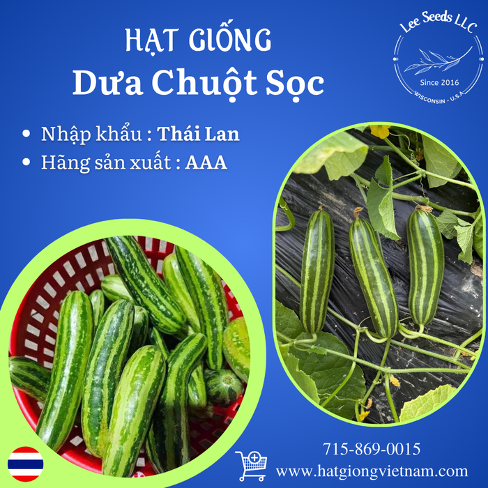 Dưa Chuột Sọc [ AAA - Thái Lan ]