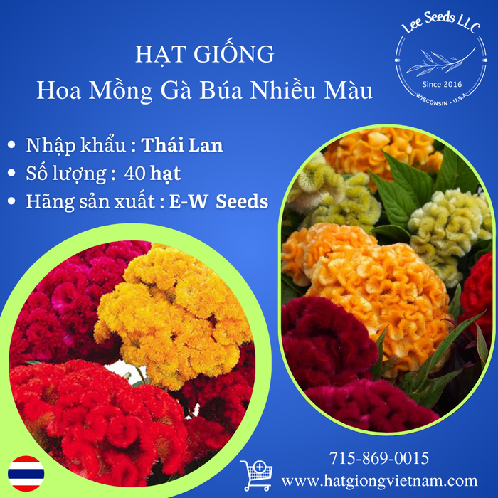 Hoa Mồng Gà Búa Nhiều Màu [ E-W Seeds - Thái Lan ]