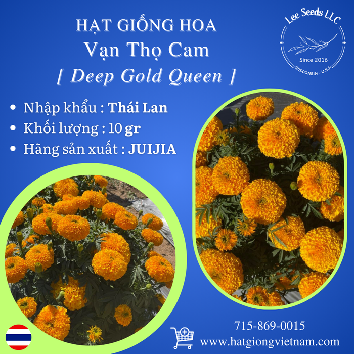 Hạt Giống Hoa Vạn Thọ Cam - Deep Gold Queen [ JUIJIA - Thái Lan ]