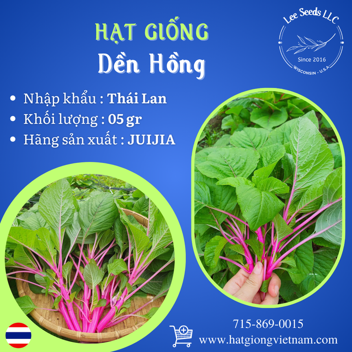 Hạt Giống Dền Hồng [ JUIJIA - Thái Lan ]