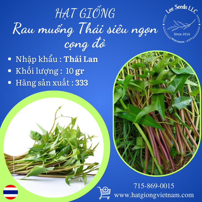 Rau muống Thái siêu ngọn cọng đỏ [ 333 Seeds - Thái Lan ]