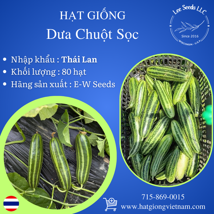 Hạt Giống Dưa Chuột Sọc [ E-W Seeds - Thái Lan ]