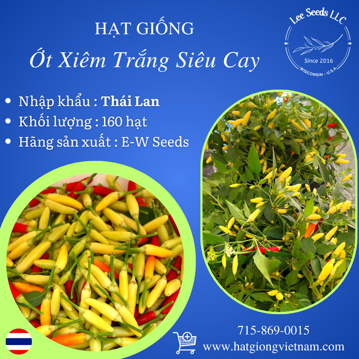 Hạt Giống Ớt Xiêm Trắng Siêu Cay [ E-W Seeds - Thái Lan ]