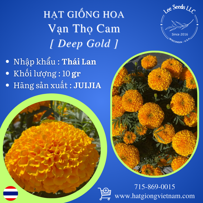 Hạt Giống Hoa Vạn Thọ Cam - Deep Gold [ JUIJIA - Thái Lan ]