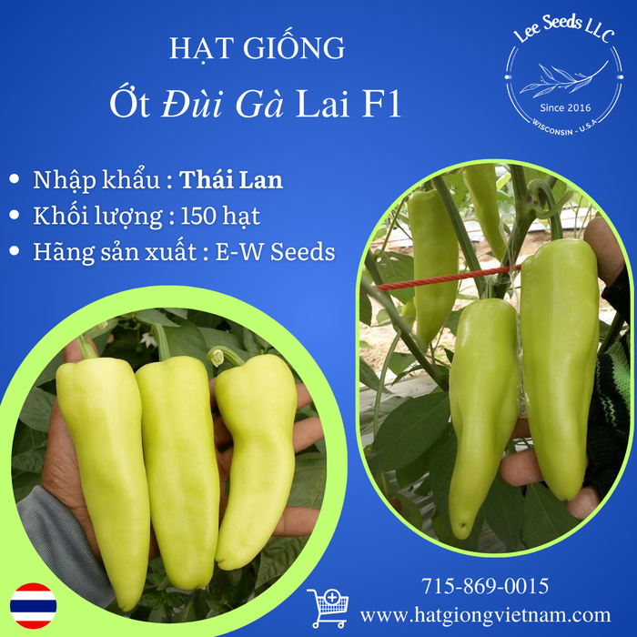 Hạt Giống Ớt Đùi Gà Lai F1 [ E-W Seeds - Thái Lan ]