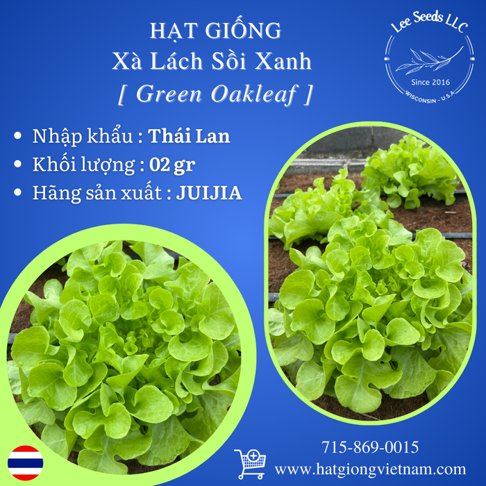 Hạt Giống Xà Lách Sồi Xanh - Green Oakleaf [ JUIJIA - Thái Lan ]