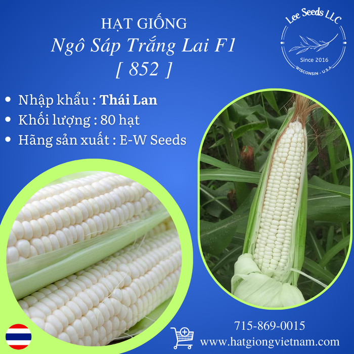 Hạt Giống Ngô Sáp Trắng Lai F1 852 [ E-W Seeds - Thái Lan ]