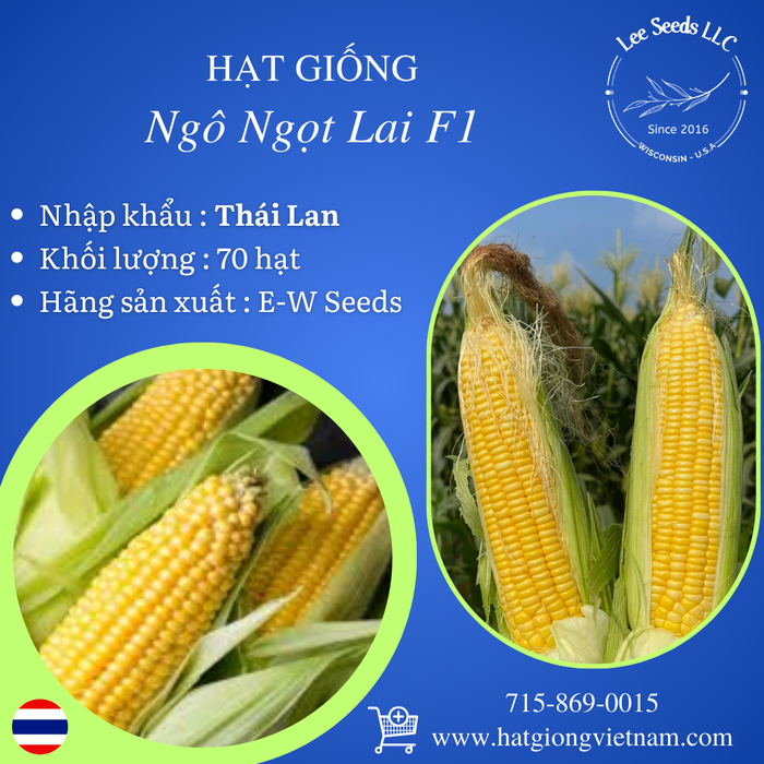 Hạt Giống Ngô Ngọt Lai F1 [ E-W Seeds - Thái Lan ]