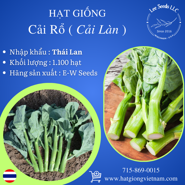 Hạt Giống Cải Rổ [ E-W Seeds - Thái Lan ]