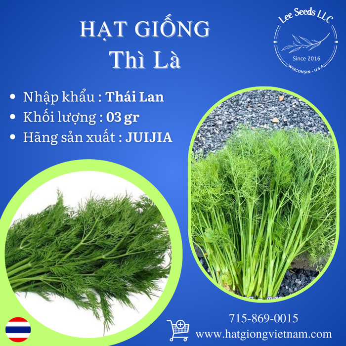 Hạt Giống Thì Là [ JUIJIA - Thái Lan ]