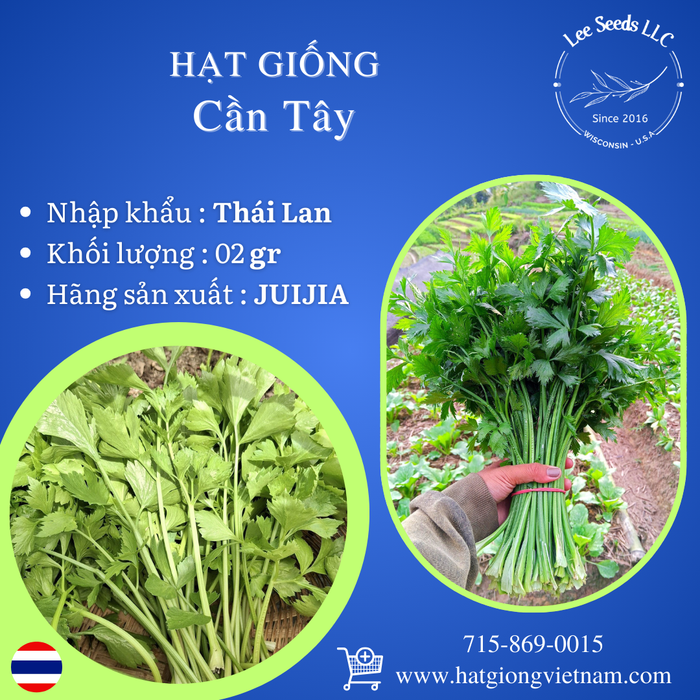 Hạt Giống Cần Tây [ JUIJIA - Thái Lan ]