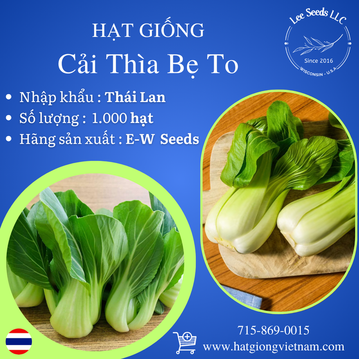 Cải Thìa Bẹ To [ E-W Seeds - Thái Lan ]