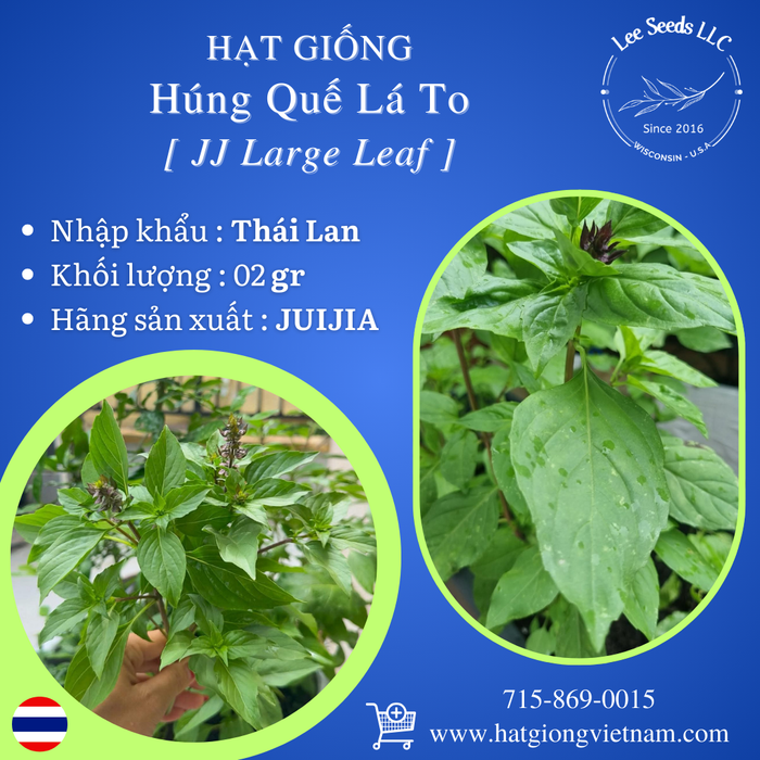 Hạt Giống Húng Quế Lá To - JJ Large Leaf [ JUIJIA - Thái Lan ]