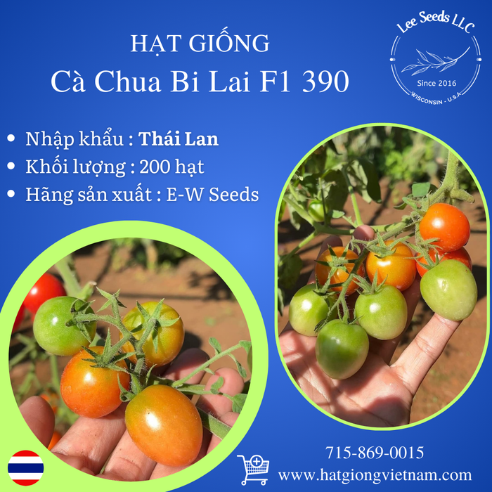Hạt Giống Cà Chua Bi Lai F1 390 [ E-W Seeds - Thái Lan ]
