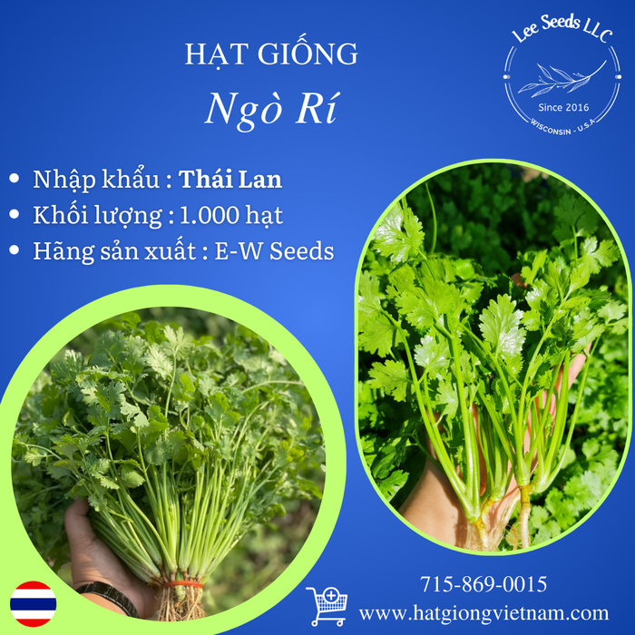 Hạt Giống Ngò Rí [ E-W Seeds - Thái Lan ]