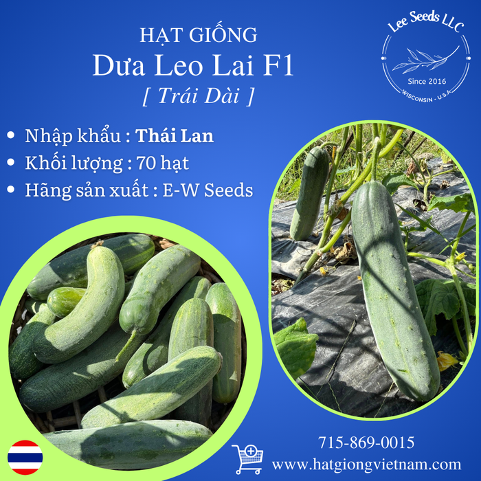 Hạt Giống Dưa Leo Lai F1 Trái Dài [ E-W Seeds - Thái Lan ]
