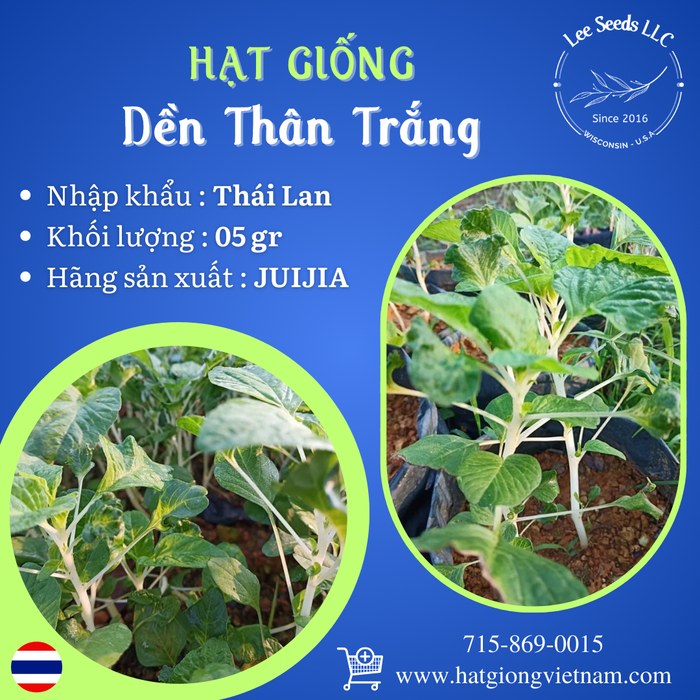 Hạt Giống Dền Thân Trắng [ JUIJIA - Thái Lan ]