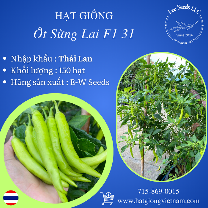Hạt Giống Ớt Sừng Lai F1 31 [ E-W Seeds - Thái Lan ]
