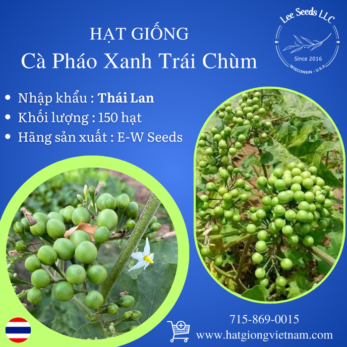 Hạt Giống Cà Pháo Xanh Trái Chùm [ E-W Seeds - Thái Lan ]