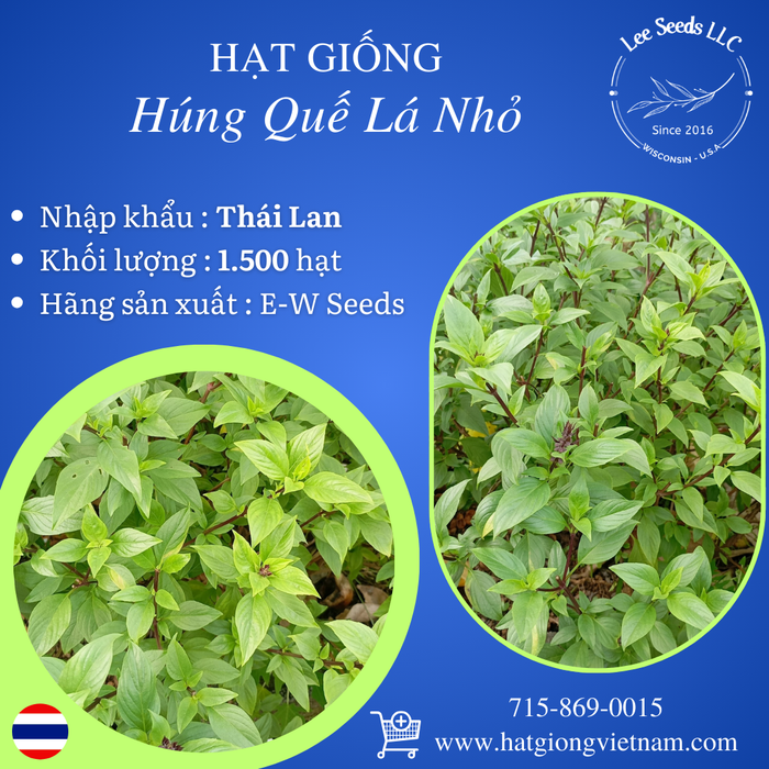 Hạt Giống Húng Quế Lá Nhỏ [ E-W Seeds - Thái Lan ]