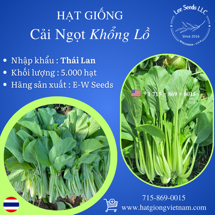Hạt Giống Cải Ngọt Khổng Lồ [ E-W Seeds - Thái Lan ]