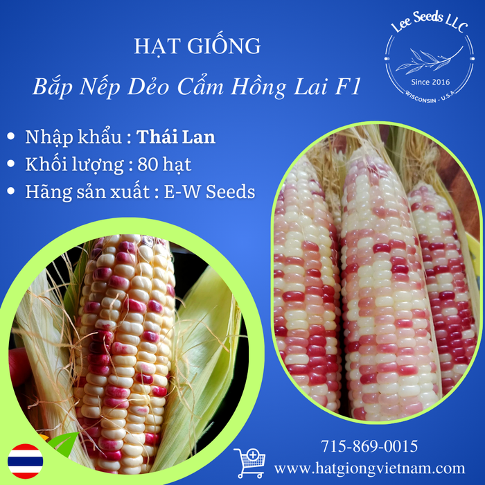 Hạt Giống Bắp Nếp Cẩm Hồng Lai F1 [ E-W Seeds - Thái Lan ] [ 80 hạt ]