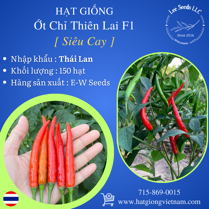 Hạt Giống Ớt Chỉ Thiên Siêu Cay Lai F1 [ E-W Seeds - Thái Lan ]