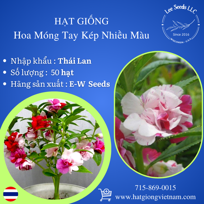 Hoa Móng Tay Cánh Kép Nhiều Màu [ E-W Seeds - Thái Lan ]
