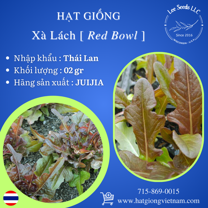 Hạt Giống Xà Lách Red Bowl [ JUIJIA - Thái Lan ]