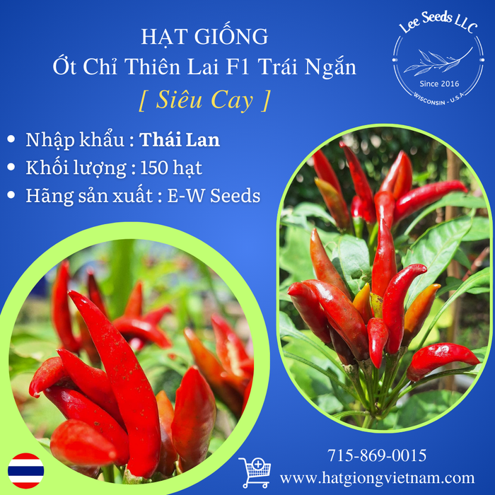 Hạt Giống Ớt Chỉ Thiên Siêu Cay Lai F1 Trái Ngắn [ E-W Seeds - Thái Lan ]