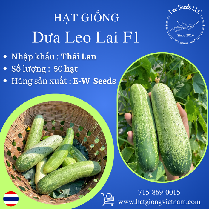 Dưa Leo Lai F1 [ E-W Seeds - Thái Lan ]