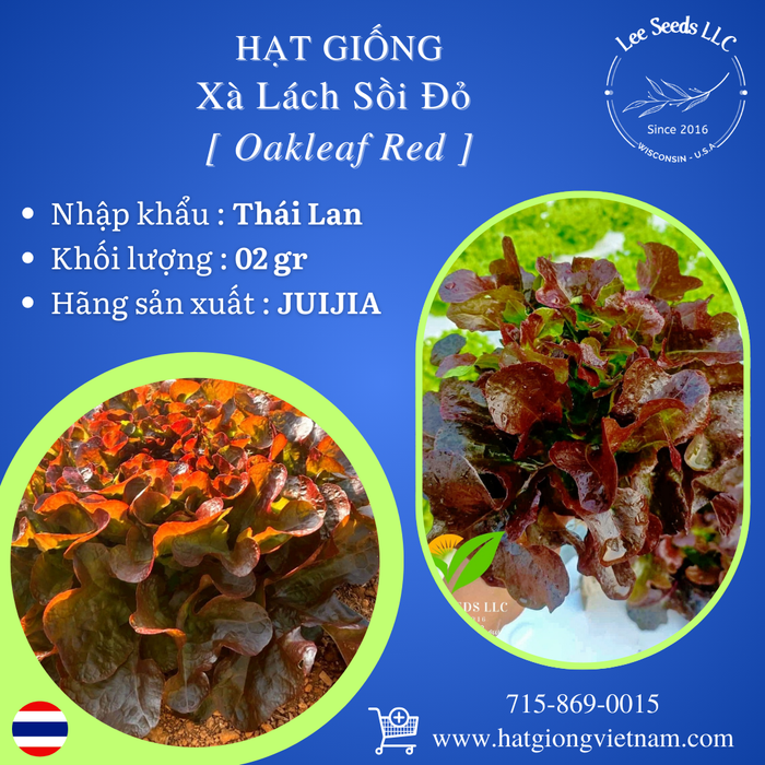 Hạt Giống Xà Lách Sồi Đỏ - Oakleaf Red [ JUIJIA - Thái Lan ]