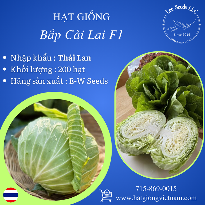 Hạt Giống Bắp Cải Lai F1 [ E-W Seeds - Thái Lan ]