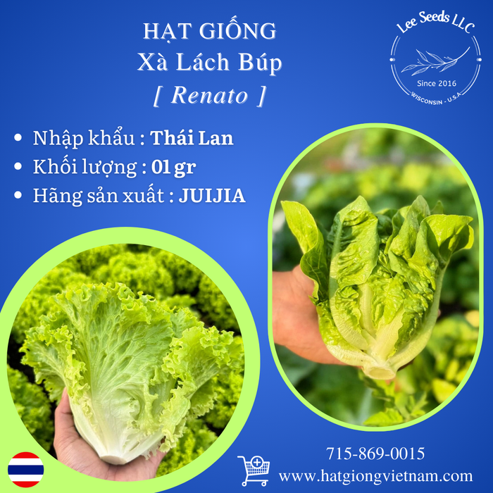 Hạt Giống Xà Lách Búp - Renato [ JUIJIA - Thái Lan ]