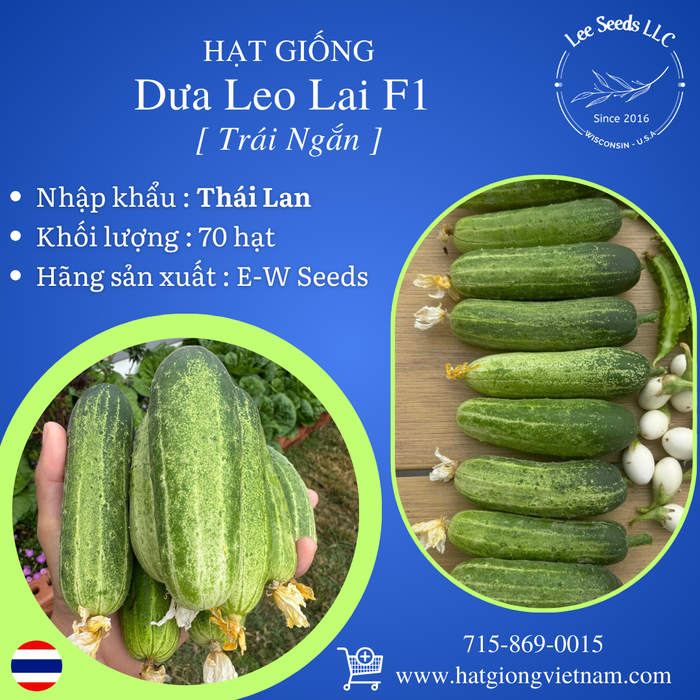 Hạt Giống Dưa Leo Lai F1 Trái Ngắn [ E-W Seeds - Thái Lan ]