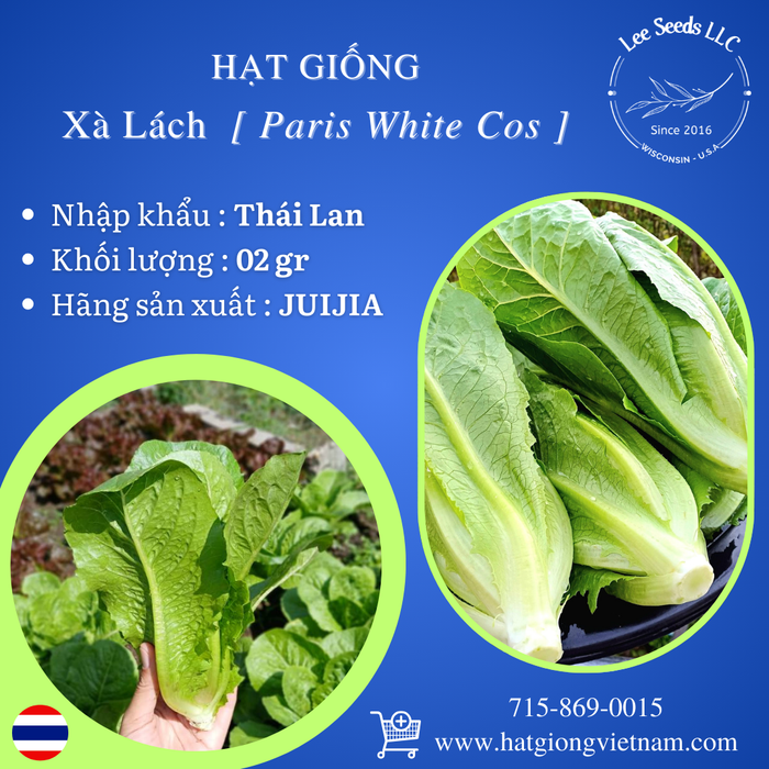 Hạt Giống Xà Lách - Paris White Cos [ JUIJIA - Thái Lan ]