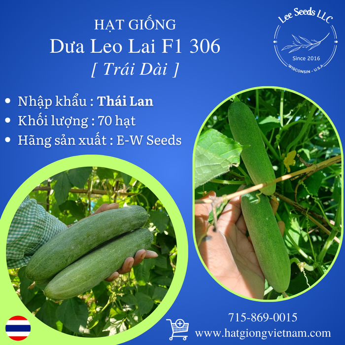 Hạt Giống Dưa Leo Lai F1 306 Trái Dài [ E-W Seeds - Thái Lan ]