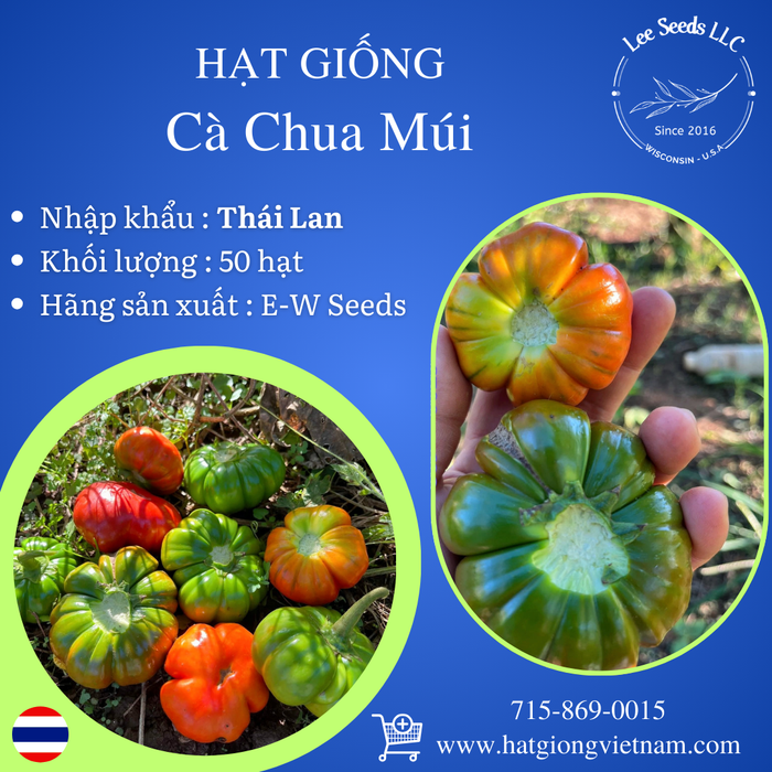 Hạt Giống Cà Chua Múi [ E-W Seeds - Thái Lan ]