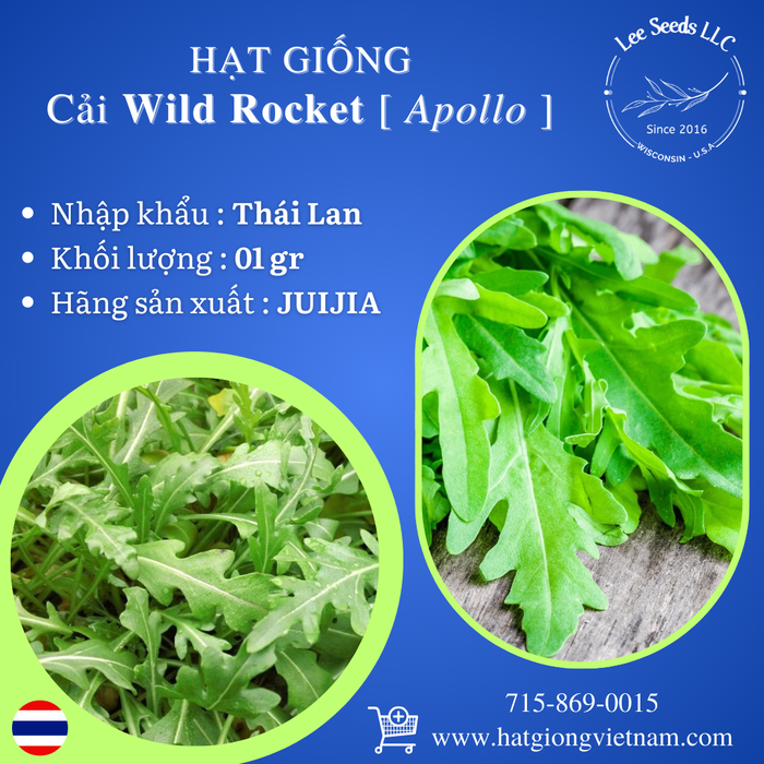 Hạt Giống Cải Wild Rocket - Apollo [ JUIJIA - Thái Lan ]